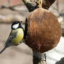 Coconut Bird Feeder